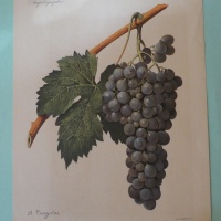 amplographie
